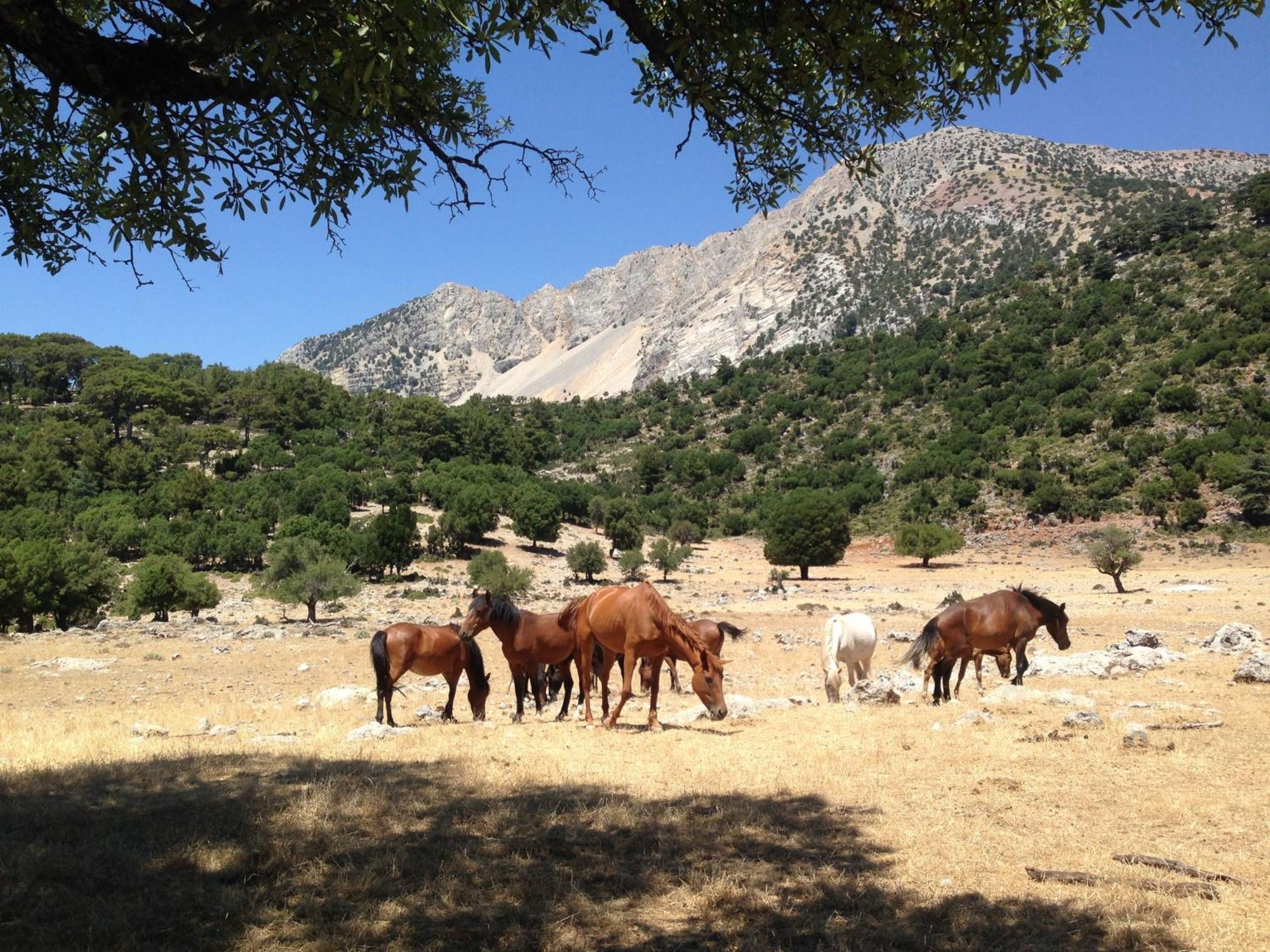 Babakamp Eco Ranch & Retreat Hotel Oludeniz Exterior photo